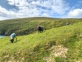 Sheep grazing on the hills of Achill Island
