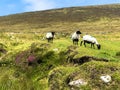 Sheep grazing on the hills of Achill Island