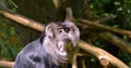 Beautiful monkey in the tropical jungle.