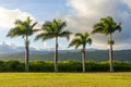 Classic Hawaiian Palm Tree Sunset. Sunsets in Hawaii are like no other. Royalty Free Stock Photo