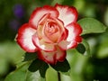 Red and white rose, rose wallpaper, blooms, green color, leafs, beautiful rose background, red rose, love.