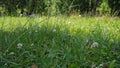 Highlighted meadow in the park