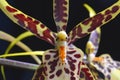 Miltassia toskana flower details