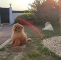 Two chow-chow dogs in the garden