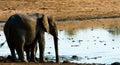 Wild  elephant in hot Africa. Royalty Free Stock Photo
