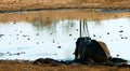 Wild  elephant in hot Africa. Royalty Free Stock Photo