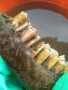 Here is a part of a jaw that was dug out by czech archeologists Royalty Free Stock Photo