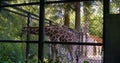 Beautiful giraffes in the zoo on the nature. Royalty Free Stock Photo