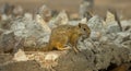 Beautiful squirrel in Africa.