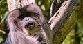 Monkey in the tropical jungle. Royalty Free Stock Photo