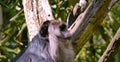 Monkey in the tropical jungle. Royalty Free Stock Photo