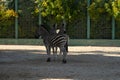 Zebras Zoo Enclosure Africa: Two zebras standing in a zoo enclosure, likely Africa, daytime, for conservation and Royalty Free Stock Photo