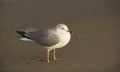 A fat seagull on the sand in Southern Florida