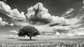 Here we see a solitary tree against a dramatic sky in the vast wheat fields of La Mancha in Castilla La Mancha, Spain. Royalty Free Stock Photo