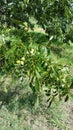 Native Texas Pecans On The Tree