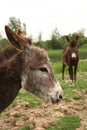 Two donkeys Royalty Free Stock Photo