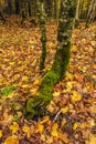 An autumn forest in the upper peninsula of northern Michigan Royalty Free Stock Photo