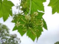 Here& x27;s a closer photo of a papaya flower in bloom