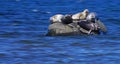 Here's looking at you five grey seals looking at me Royalty Free Stock Photo