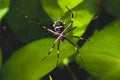 Spider on a cobweb