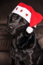Black Labrador Retriever with Santa Claus hat. Royalty Free Stock Photo