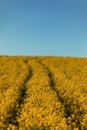 Rapeseed flower meadow with traces from a tractor Royalty Free Stock Photo