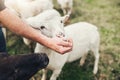 Here you go little fella. a unrecognizable farmer feeding a little lamb with his hand outside on a farm during the day.