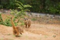 Two meerkats on a pile of sand with plants. Royalty Free Stock Photo