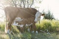 Hereford cow nursing calf in summer field Royalty Free Stock Photo