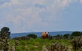 Hereford Cattle in a field in Texas Royalty Free Stock Photo