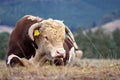 Hereford bull.