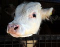 Hereford bull calf