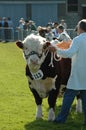Big prized Hereford Bull at a County show Royalty Free Stock Photo