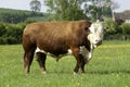 Hereford Bull