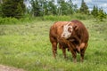 A Hereford bull standing in a pasture in Cypress Hills Interprovincial Park