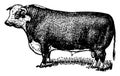 Hereford Bull, vintage illustration