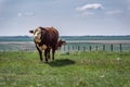 Hereford bulls standing and grazing in prairie pasture in Saskatchewan, Canada