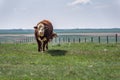 Hereford bulls standing and grazing in prairie pasture in Saskatchewan, Canada