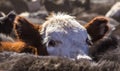 Hereford Calf Among Angus