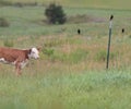 Hereford calf and blackbirds