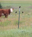 Hereford calf and blackbirds