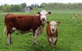 Hereford calf with cow standing in the meadow