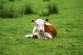 Hereford calf in a meadow.
