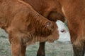 Hereford Calf Nursing Close-up Royalty Free Stock Photo