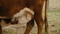 Hereford calf nursing cow closeup Royalty Free Stock Photo