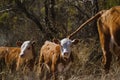 Hereford calves closeup in Texas ranch field
