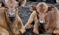 Hereford Calves in a Pasture Pose for the Camera Royalty Free Stock Photo