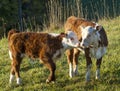 Hereford Calves Touching Noses Together