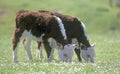 Hereford calves twins grazing Royalty Free Stock Photo