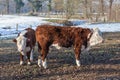 Hereford calves in winter meadow with snow Royalty Free Stock Photo